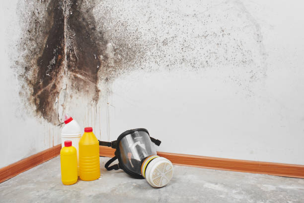 Best Bathroom Mold Remediation in Palos Park, IL