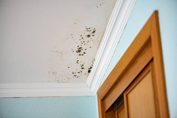Best Crawl Space Mold Remediation in Palos Park, IL