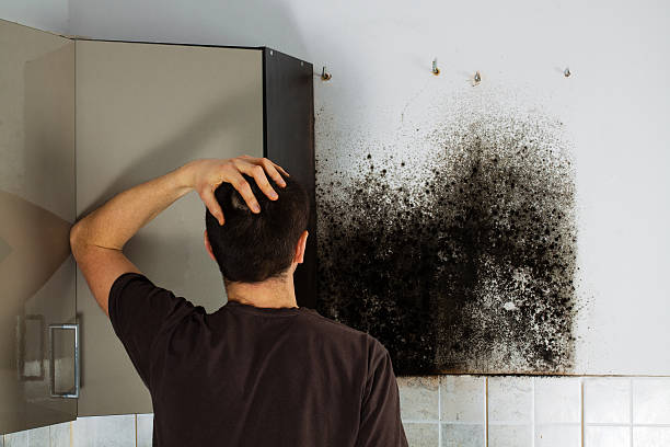 Best Basement Mold Remediation in Palos Park, IL